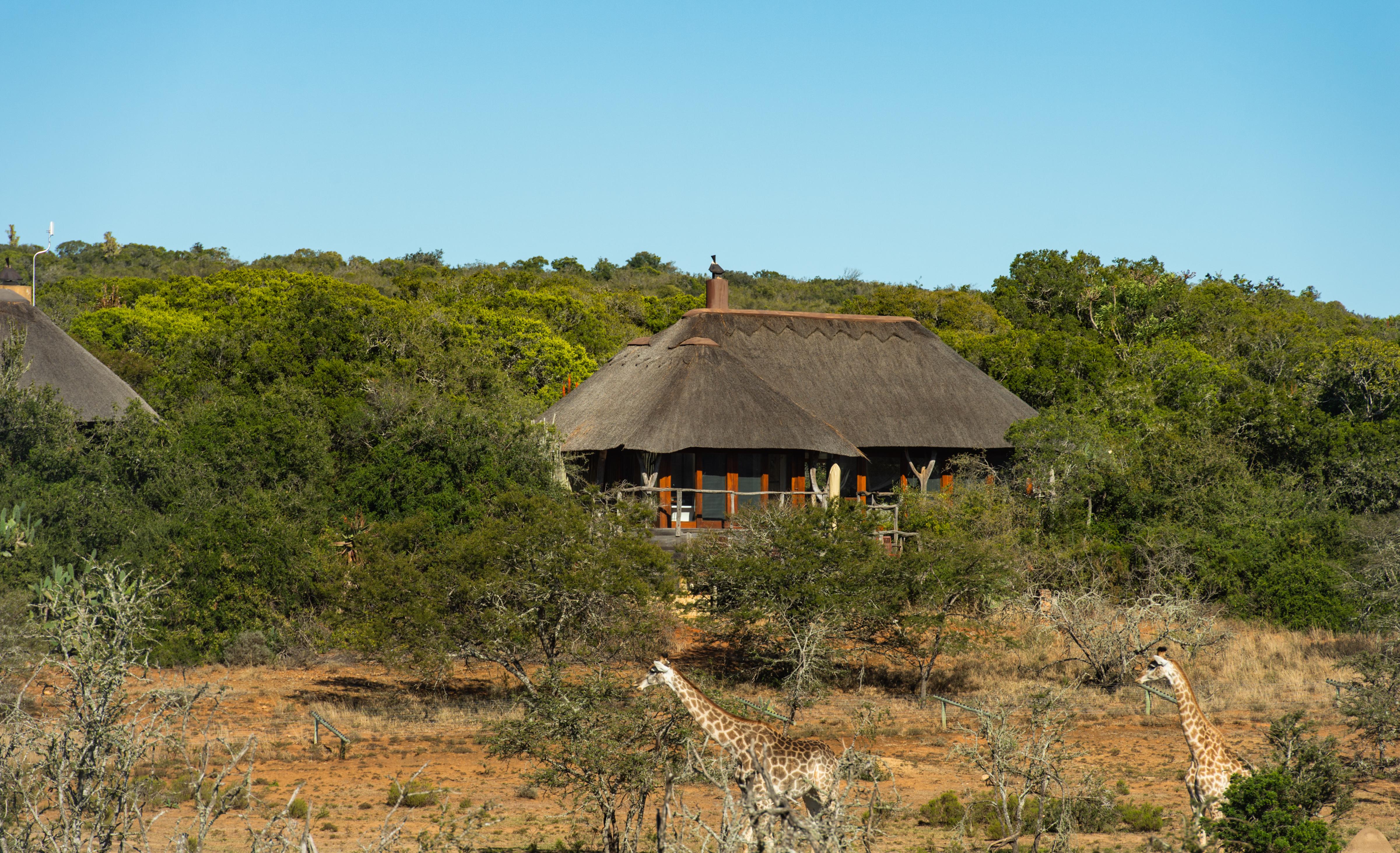 Pumba Private Game Reserve Port Elizabeth Bagian luar foto